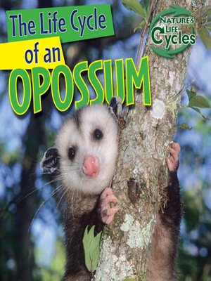 cover image of The Life Cycle of an Opossum